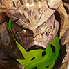 Rhox